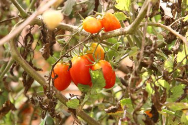 Juicy tomatoes ripen on bushes in a city park in northern Israel. The tomato is an annual herb. 