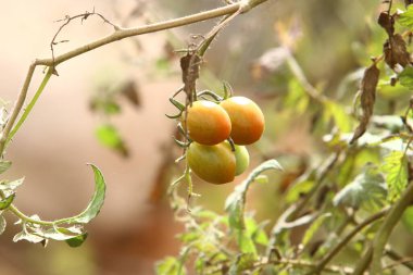 Juicy tomatoes ripen on bushes in a city park in northern Israel. The tomato is an annual herb. 