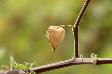 Physalis ripens - the largest genus of plants in the Solanaceae family. A perennial herb growing in northern Israel. 