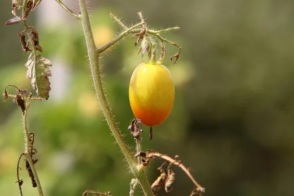 Juicy Tomatoes Ripen Bushes City Park Northern Israel Tomato Annual — Stock Fotó