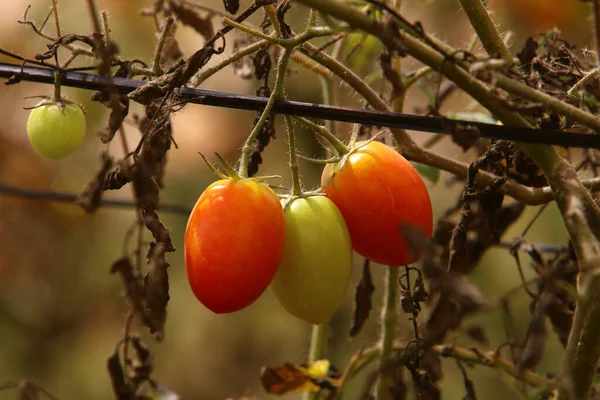 Juicy Tomatoes Ripen Bushes City Park Northern Israel Tomato Annual — Stock Fotó