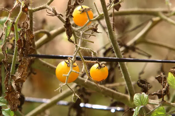 Des Tomates Juteuses Mûrissent Sur Des Buissons Dans Parc Urbain — Photo