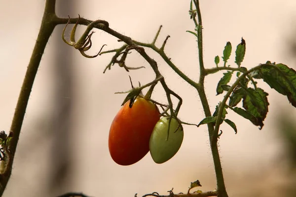 Juicy Tomatoes Ripen Bushes City Park Northern Israel Tomato Annual — Stock Fotó