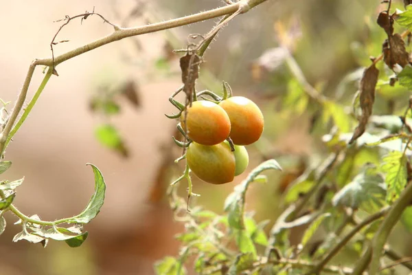 Juicy Tomatoes Ripen Bushes City Park Northern Israel Tomato Annual — Stock Fotó