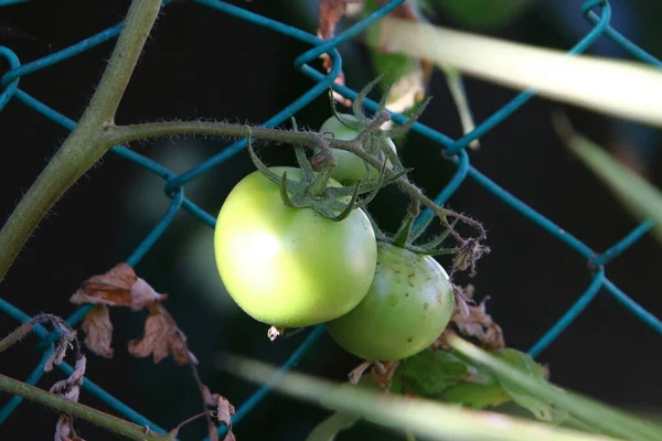 Juicy Tomatoes Ripen Bushes City Park Northern Israel Tomato Annual — Fotografia de Stock