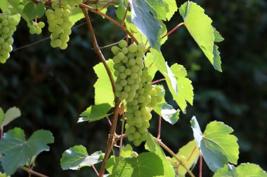 Ripe bunches of grapes on grape bushes in the city park 