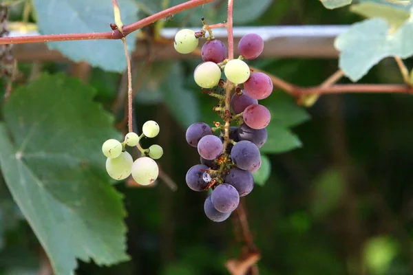 Ripe Bunches Grapes Grape Bushes City Park — Stockfoto