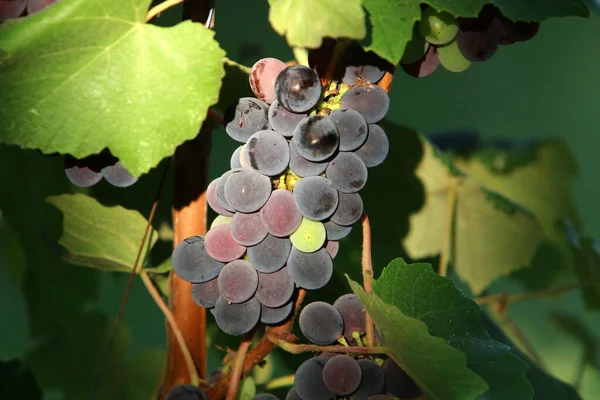 Ripe Bunches Grapes Grape Bushes City Park — стоковое фото