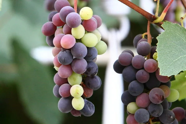 Ripe Bunches Grapes Grape Bushes City Park — Stockfoto