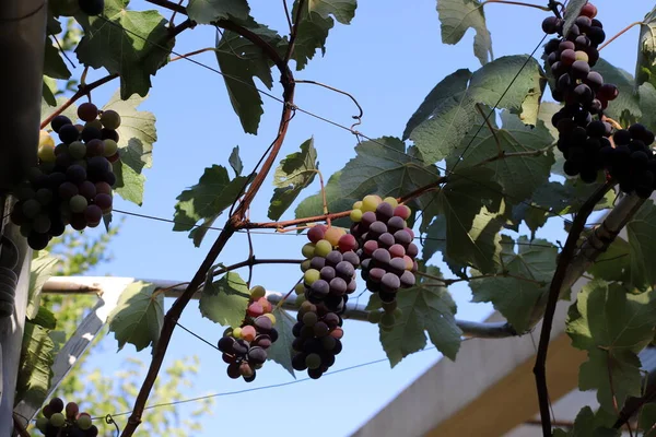 Ripe Bunches Grapes Grape Bushes City Park — Foto de Stock