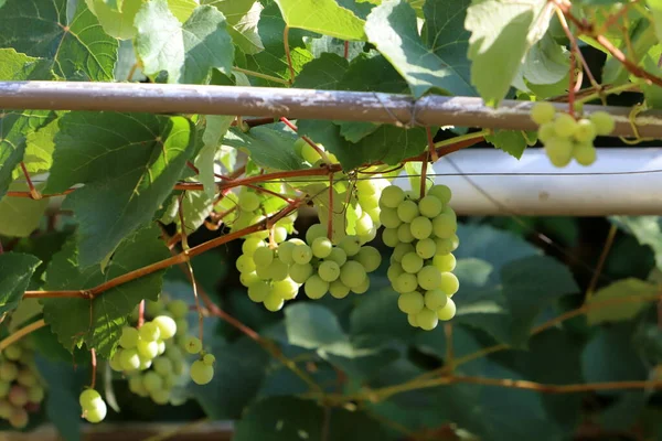 Ripe Bunches Grapes Grape Bushes City Park — Photo