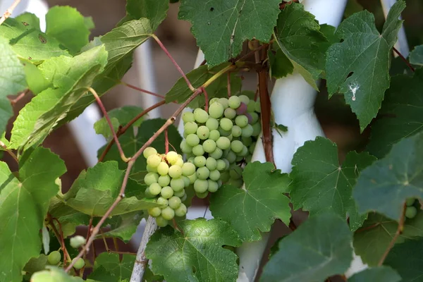 Ripe Bunches Grapes Grape Bushes City Park — Fotografia de Stock