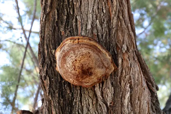 Cogumelo Chaga Tronco Árvore Grosso Parque Cidade Chaga Formado Por — Fotografia de Stock