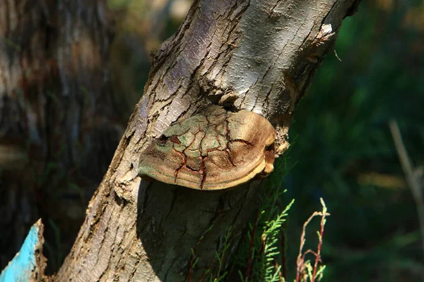 Chaga Mushroom Thick Tree Trunk City Park Chaga Formed Infecting — Stock Photo, Image