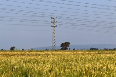Elektrik direği ve kablo mavi gökyüzüne karşı. İsrail 'deki elektrik hatları yakın plan.. 
