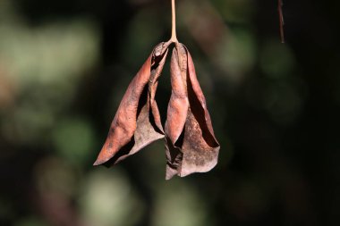 İsrail 'deki bir şehir parkında ağaç dallarında renkli yapraklar. 