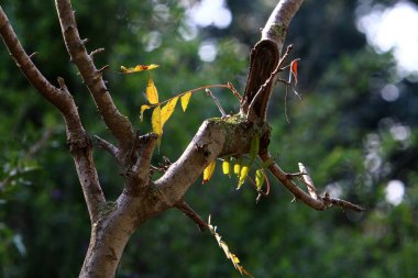 İsrail 'deki bir şehir parkında ağaç dallarında renkli yapraklar. 