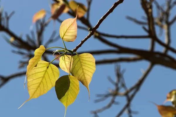 Hojas Coloridas Ramas Árboles Cerca Parque Ciudad Israel — Foto de Stock