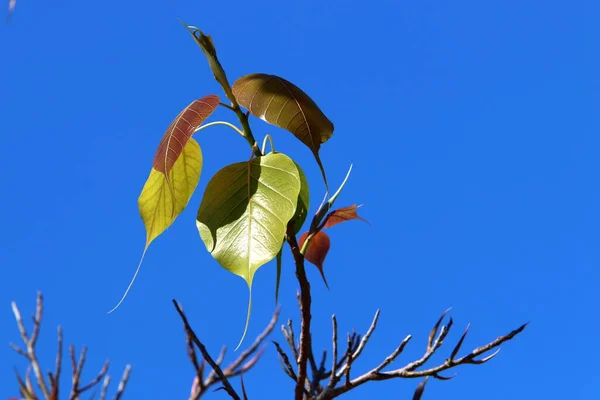 이스라엘의 공원에 나뭇가지 색깔의 잎들이 — 스톡 사진