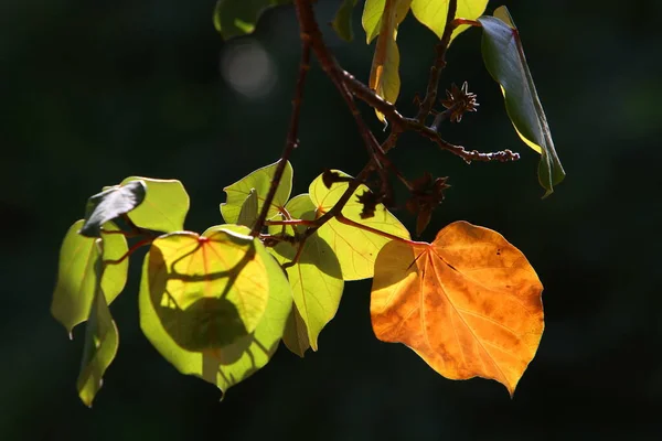Folhas Coloridas Galhos Árvores Close Parque Cidade Israel — Fotografia de Stock