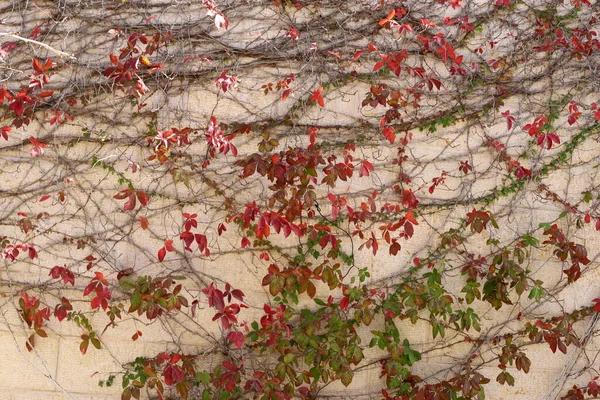 Барвисте Листя Гілках Дерев Міському Парку Ізраїлі — стокове фото