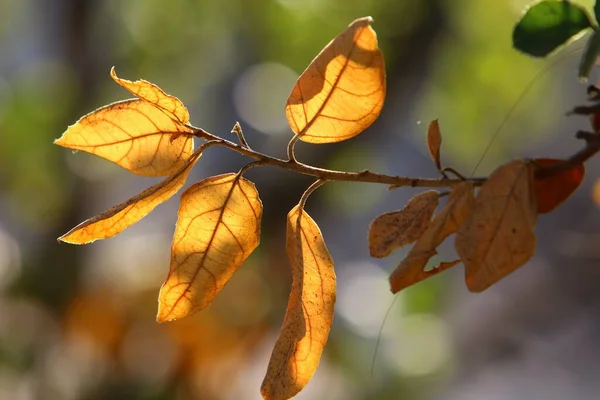 이스라엘의 공원에 나뭇가지 색깔의 잎들이 — 스톡 사진