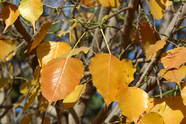 Hojas Coloridas Ramas Árboles Cerca Parque Ciudad Israel — Foto de Stock