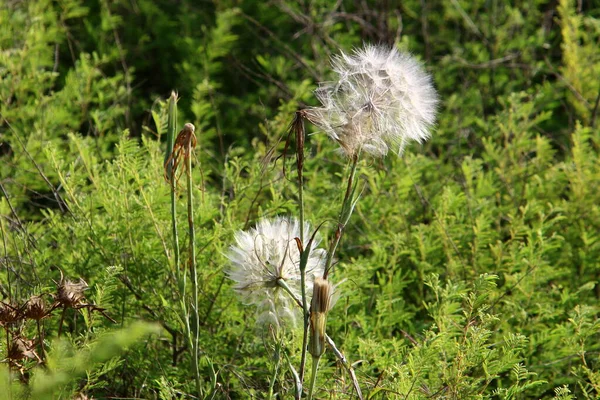 Opened Dandelion Bud Background Green Grass Close — Stock Photo, Image