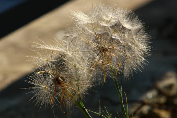 Bourgeon Pissenlit Ouvert Sur Fond Herbe Verte Gros Plan — Photo