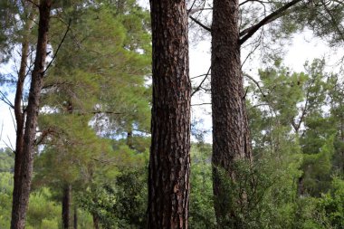 İsrail 'in kuzeyindeki bir şehir parkında geniş bir ağacın kalın gövdesi. 