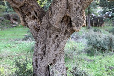 İsrail 'in kuzeyindeki bir şehir parkında geniş bir ağacın kalın gövdesi. 