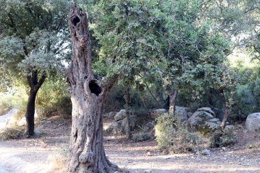 İsrail 'in kuzeyindeki bir şehir parkında geniş bir ağacın kalın gövdesi. 
