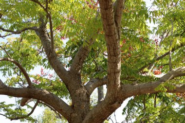 İsrail 'in kuzeyindeki bir şehir parkında geniş bir ağacın kalın gövdesi. 