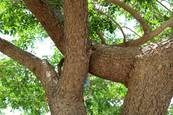 Товстий Стовбур Великого Дерева Поблизу Міського Парку Півночі Ізраїлю — стокове фото