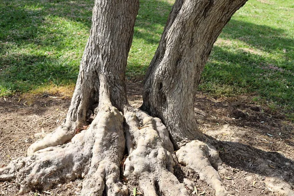 Silný Kmen Velkého Stromu Zblízka Městském Parku Severním Izraeli — Stock fotografie