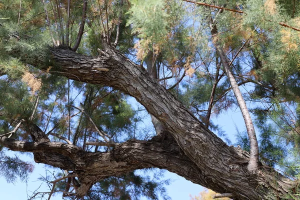 Grueso Tronco Gran Árbol Cerca Parque Ciudad Norte Israel —  Fotos de Stock