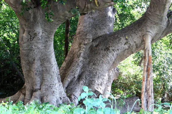 Tronco Grosso Uma Grande Árvore Close Parque Cidade Norte Israel — Fotografia de Stock