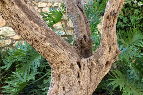 Dicker Stamm Eines Großen Baumes Nahaufnahme Einem Stadtpark Norden Israels — Stockfoto