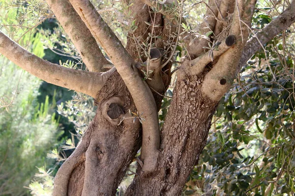 Tronco Grosso Uma Grande Árvore Close Parque Cidade Norte Israel — Fotografia de Stock