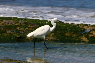 Kuzey İsrail 'de Akdeniz kıyısında beyaz bir balıkçıl küçük balıklar yakalar. 