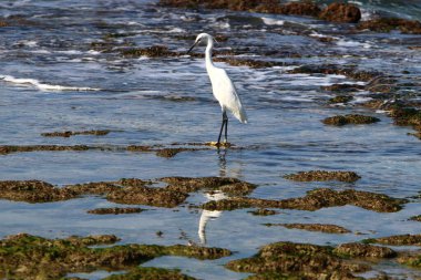 Kuzey İsrail 'de Akdeniz kıyısında beyaz bir balıkçıl küçük balıklar yakalar. 