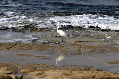 Kuzey İsrail 'de Akdeniz kıyısında beyaz bir balıkçıl küçük balıklar yakalar. 