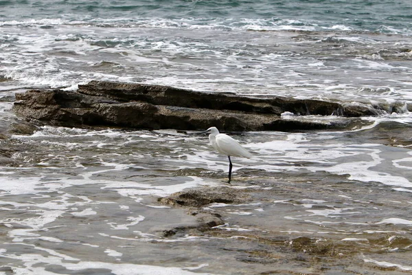 Héron Blanc Sur Les Rives Mer Méditerranée Dans Nord Israël — Photo