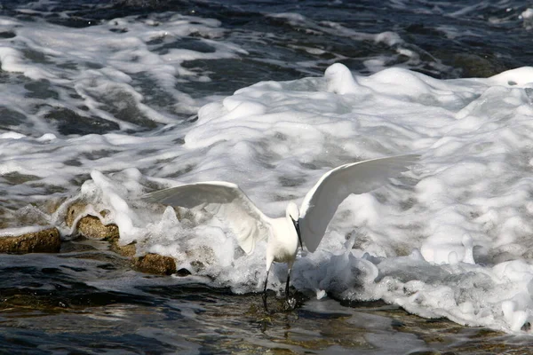 Vit Häger Medelhavets Stränder Norra Israel Fångar Småfisk — Stockfoto