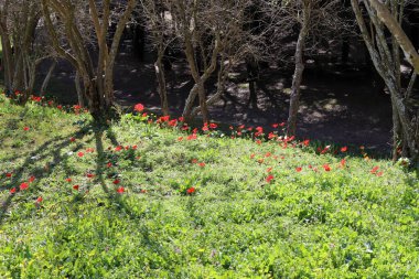 Şehir parkındaki bir açıklıkta çiçek açan kırmızı şakayıklar. 
