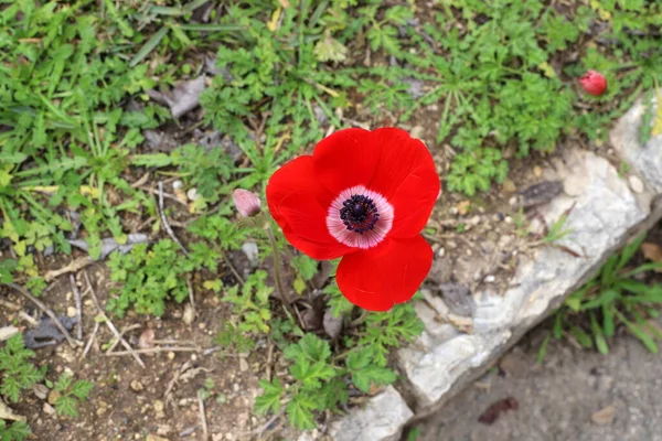 Blommande Röda Anemoner Närbild Glänta Stadspark — Stockfoto