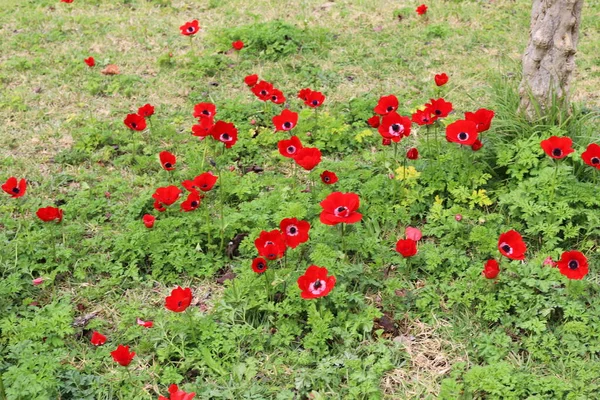 Цветущие Красные Анемоны Крупным Планом Поляне Городского Парка — стоковое фото
