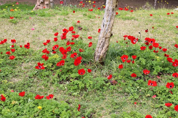 Квітучі Червоні Анемони Крупним Планом Клірингу Міському Парку — стокове фото