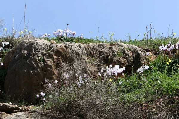 Witte Cyclamen Groeien Een Stadspark Het Noorden Van Israël — Stockfoto