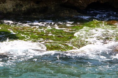 Akdeniz kıyılarındaki kayalıklarda yeşil yosunlar. 